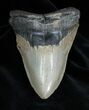Inch NC Megalodon Tooth #1370-1